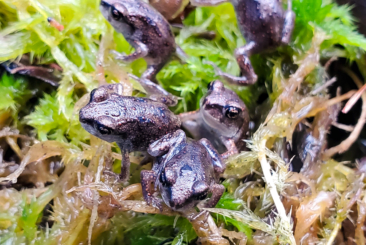 Eastern Spadefoot Toads.