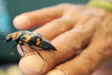 A hand with an American Burying Beetle on it.