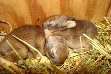 Two baby New England cotton-tail rabbits sleeping in a bed of hay.