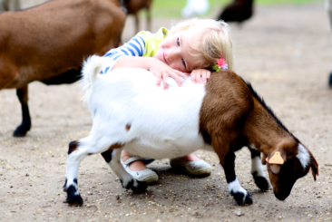 Little girl resting her head on a baby goat in the Farmyard while smiling.