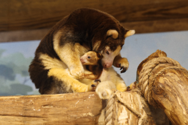 Tree kangaroo mother with baby in pouch snuggling.