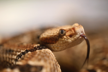 Timber Rattlesnake close-up side profile with tongue out.