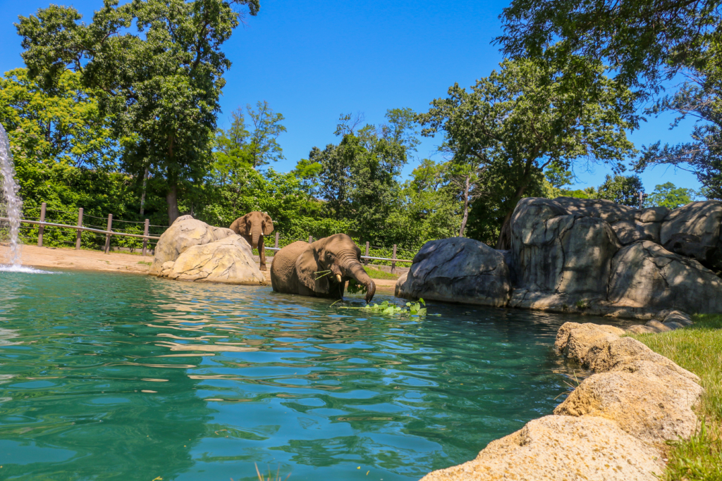 Food Truck Friday Roger Williams Park Zoo