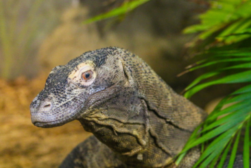 Komodo dragon head side profile.