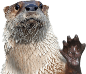 River otter with paw up.