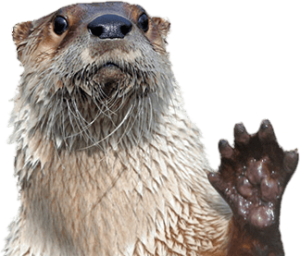 River otter with paw up.