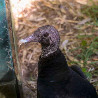 Close up of a black vulture face and neck.