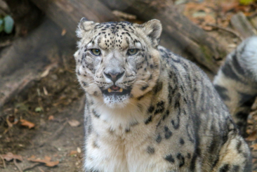 Snow leopard close up- showing teeth
