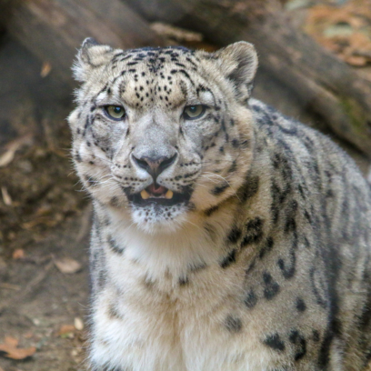 Snow leopard close up- showing teeth