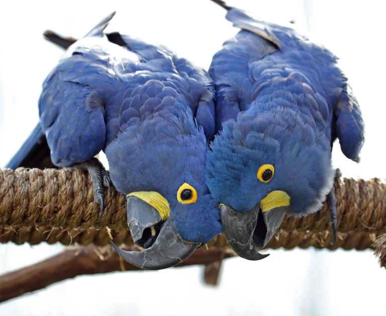 Two hyacinth macaws touching heads with open beaks.
