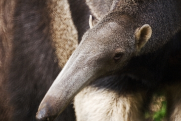 Giant Anteater close-up.