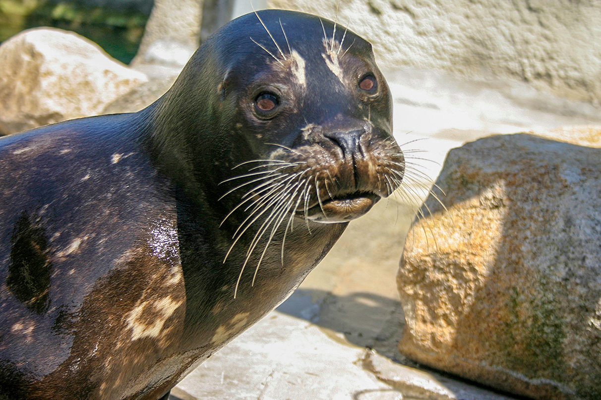 Bubba the Harbor Seal