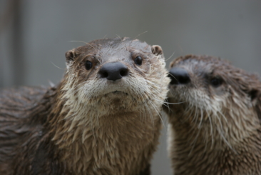 two River Otters close-up of faces