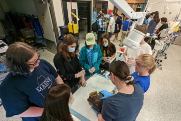 Zoo veterinarian holding tortoise for vet exam while high-school aged students observe.