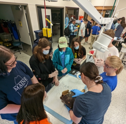 Zoo veterinarian holding tortoise for vet exam while high-school aged students observe.