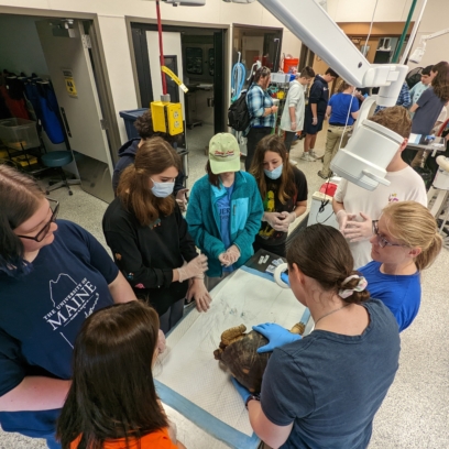 Zoo veterinarian holding tortoise for vet exam while high-school aged students observe.
