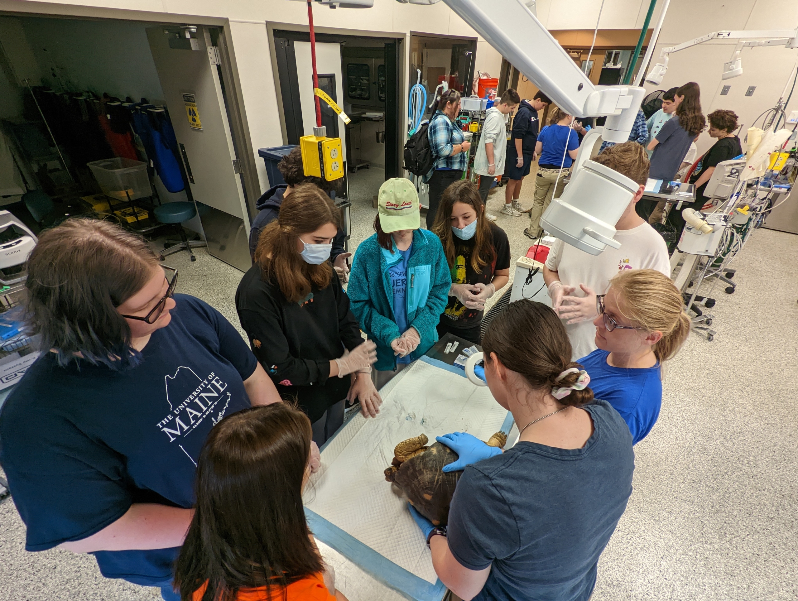 Zoo veterinarian holding tortoise for vet exam while high-school aged students observe.