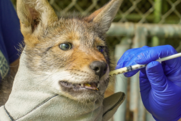 Red Wolf pup exam - pup receiving medicine.