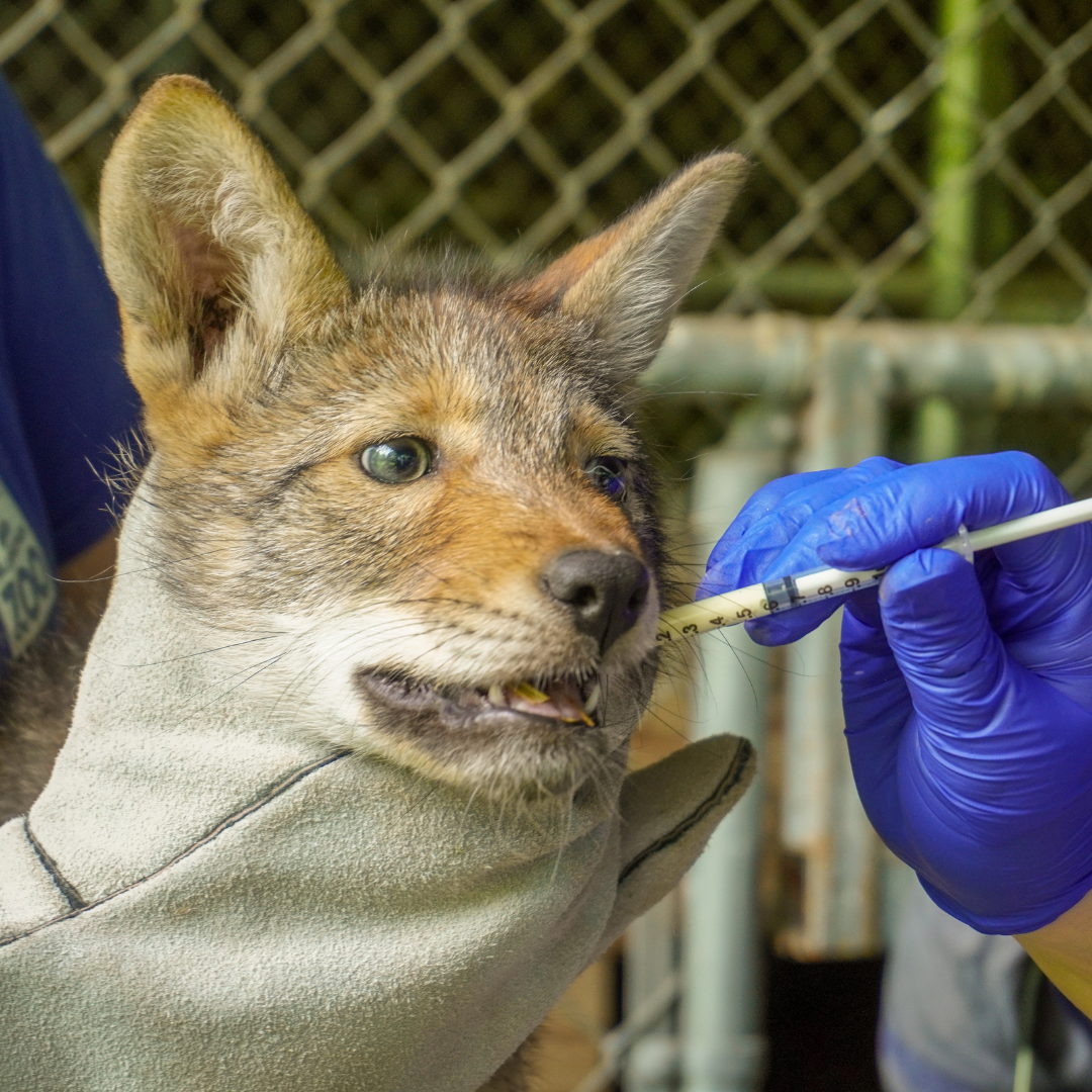 Red Wolf pup exam - pup receiving medicine.