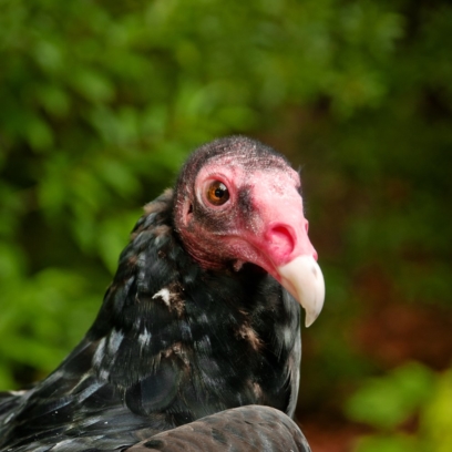 Turkey Vulture close-up face and neck.