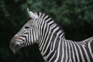 Zebra side profile