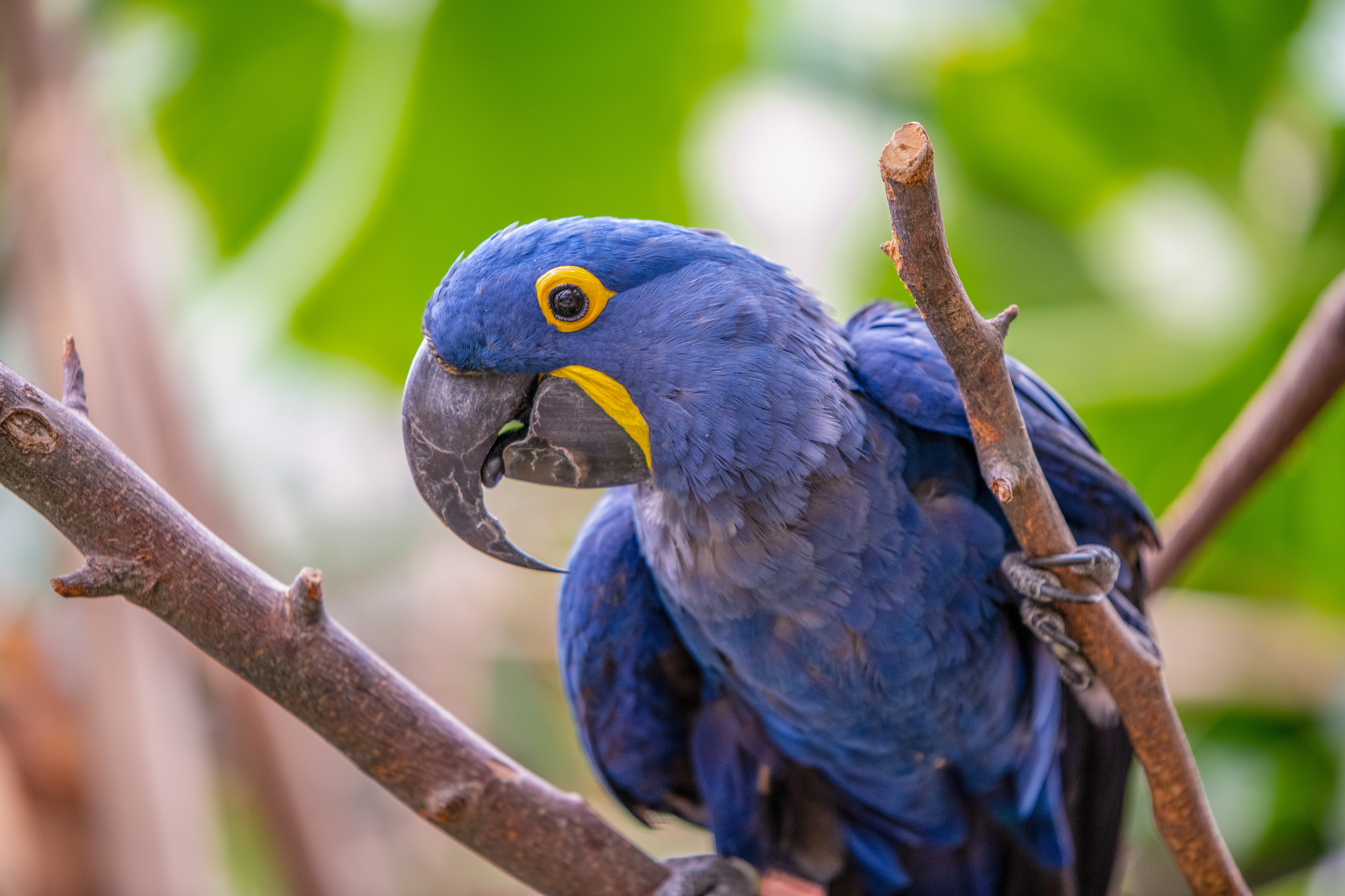 Hyacinth Macaw sitting on a branch.