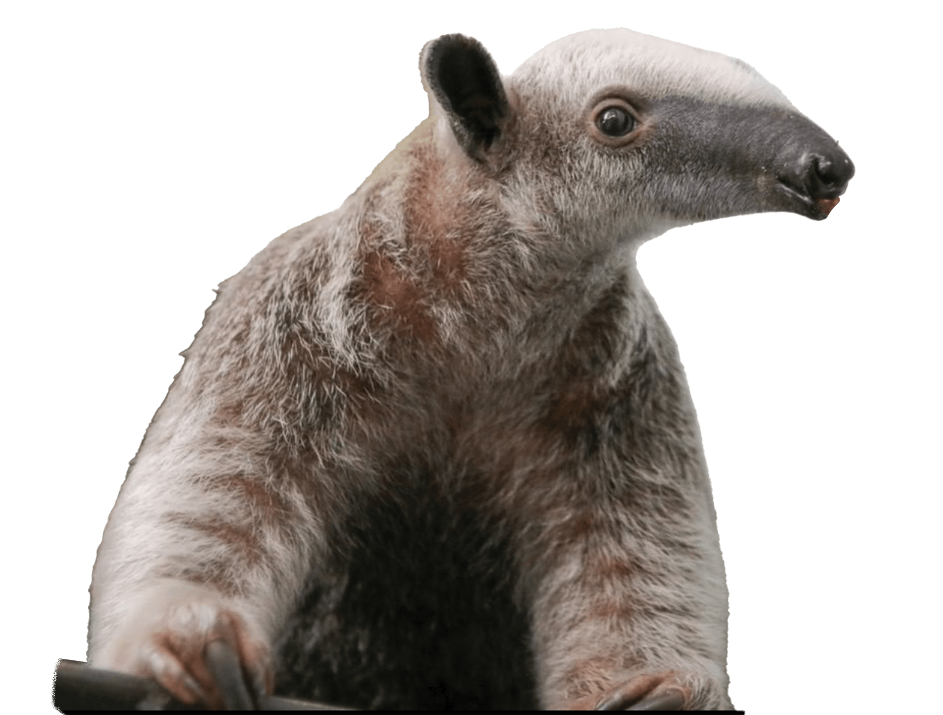 anteater