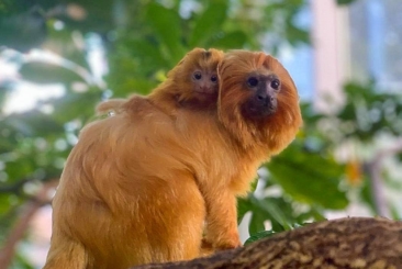 Golden Lion Tamarin parent and baby in the faces of the rainforest exhibit.