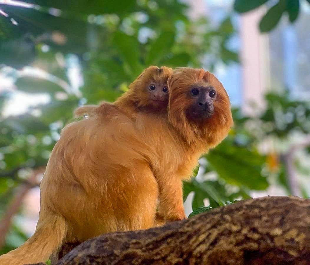 Golden Lion Tamarin parent and baby in the faces of the rainforest exhibit.