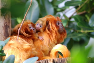 Golden Lion Tamarin family in the Faces of the Rainforest exhibit. Mom, Dad, and baby sitting in a tree.