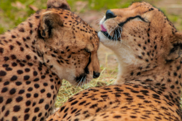 Close up of two cheetahs cuddling. One cheetah sticking tongue out.