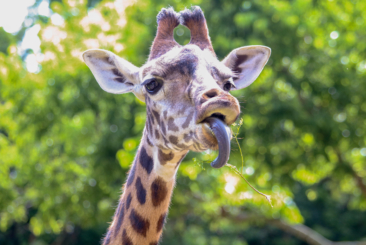 Close-up of Giraffe face. Giraffe sticking tongue out while eating a small root.