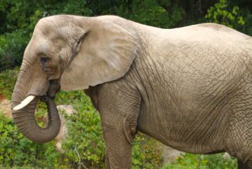 Side profile of African Elephant with trunk to mouth.