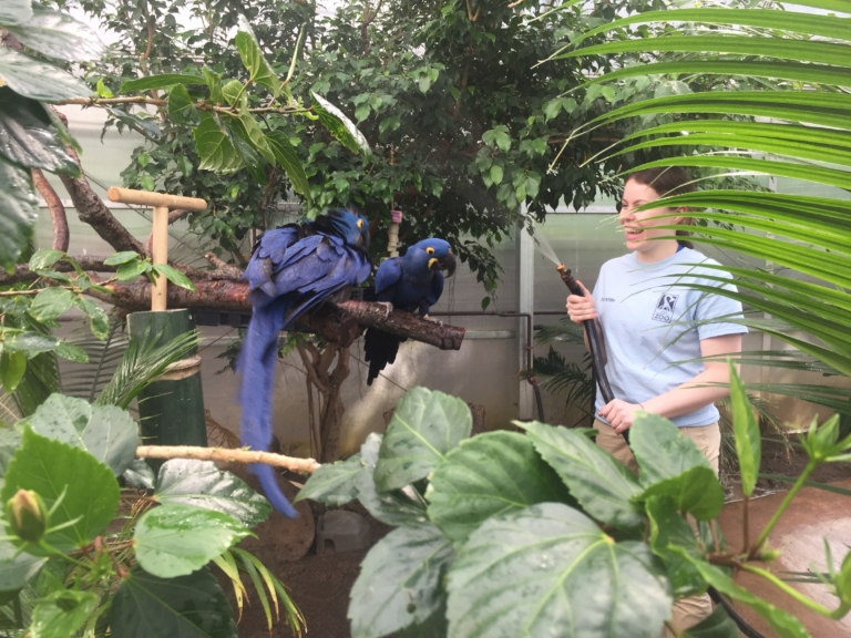 an intern watering plants in the faces of the rainforest exhibit and smiling at two hyacinth macaws sitting on a branch.