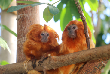 Two Golden Lion Tamarins sitting on a branch in a tree in the Faces of the Rainforest exhibit.