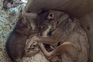 Red Wolf mom and pup laying inside of Den sleeping.