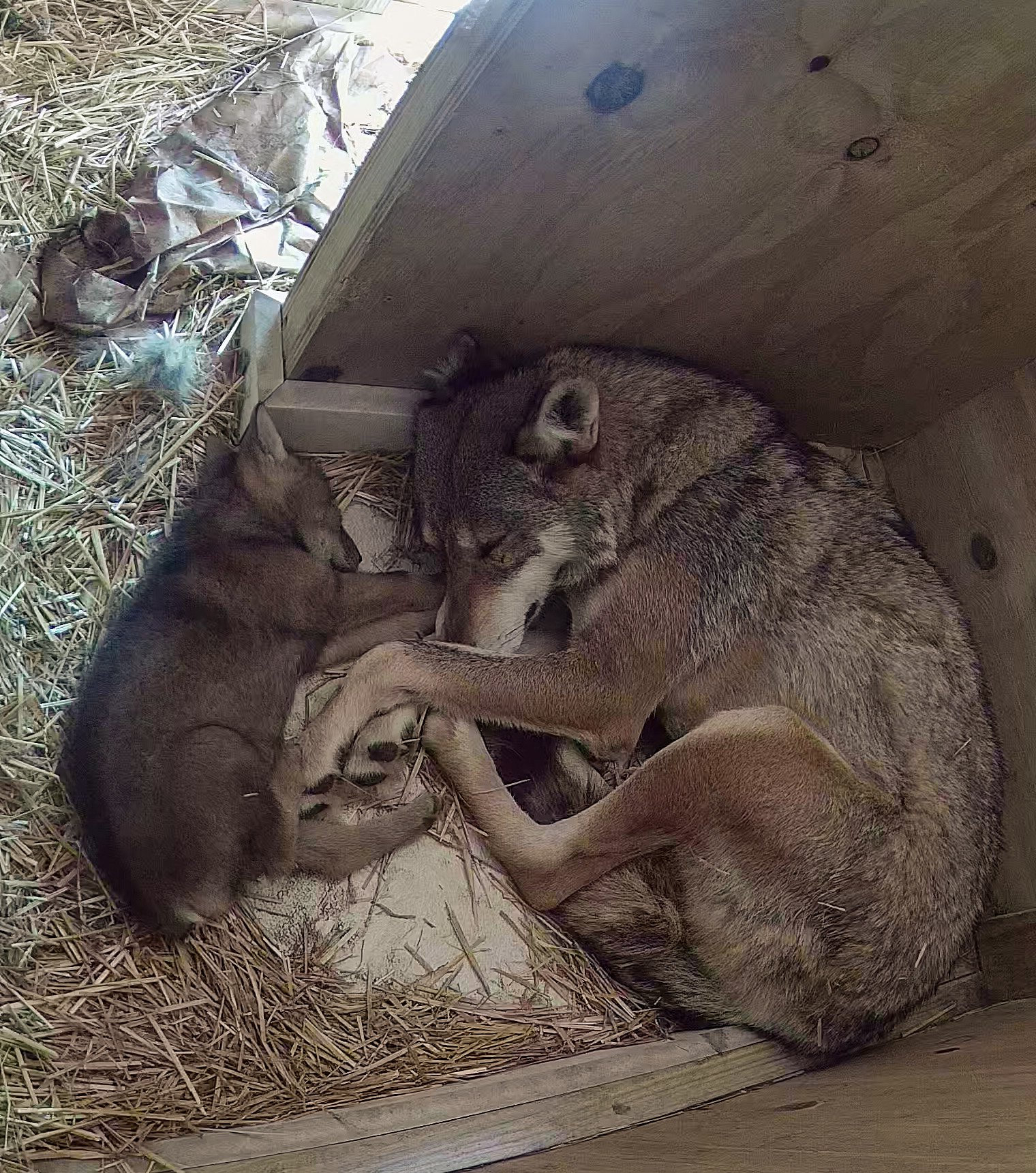 Red Wolf mom and pup laying inside of Den sleeping.