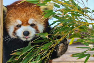 Red Panda sticking tongue out while holding onto leafy branch.