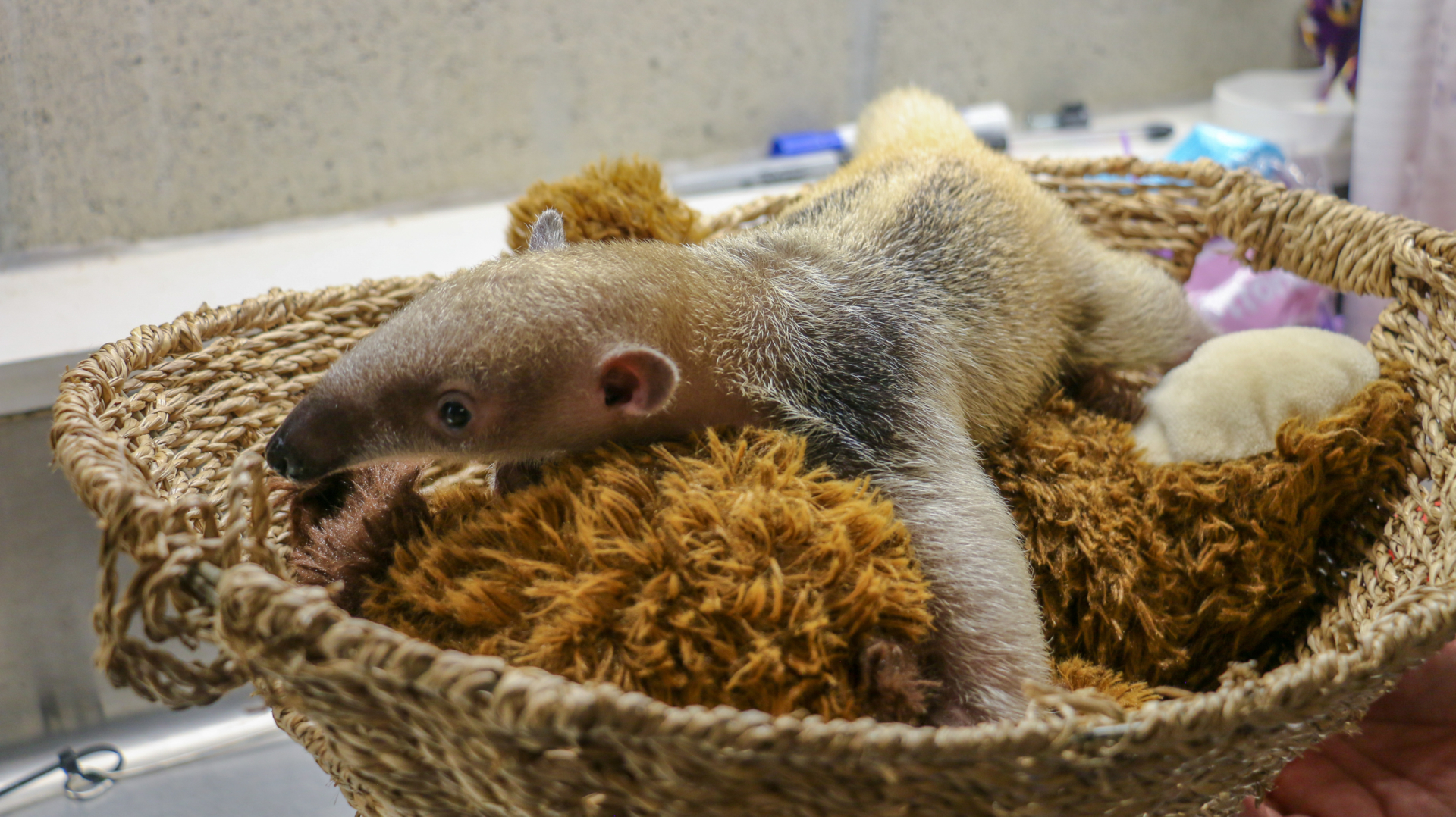 Tamandua pup laying in basket with fuzzy stuffed animal.