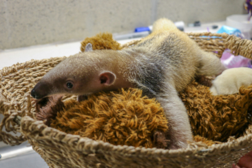 Tamandua pup laying in basket with fuzzy stuffed animal.