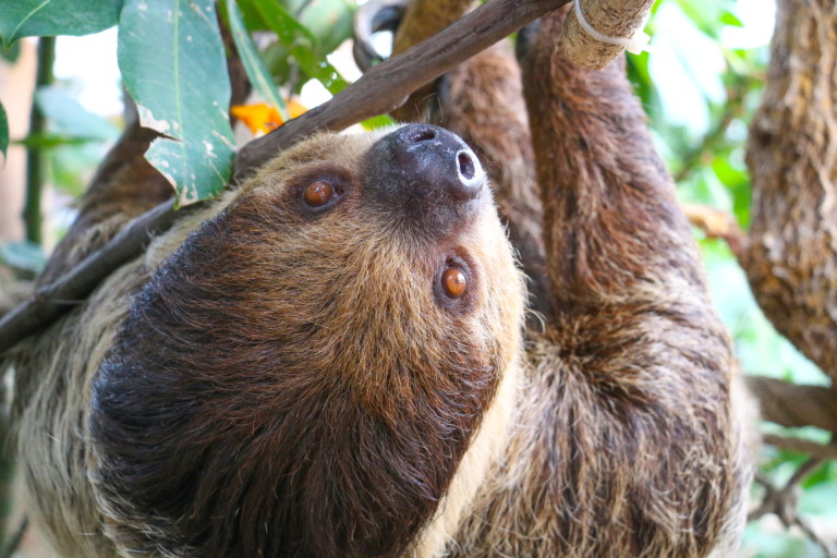 Sloth hanging upside down close-up