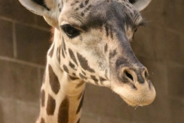 Masai Giraffe close up.