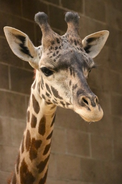 Masai Giraffe close up.