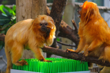 Golden Lion Tamarins interacting with enrichment tools and digging for treats.