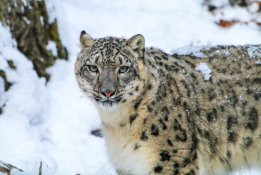 Snow Leopard in the snow.