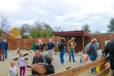 Children and other guests in the farmyard interacting with and petting goats.