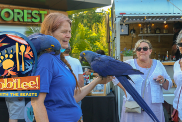 Zookeeper holding two Hyacinth Macaws while interacting with three guests at Zoobilee! Feast with the Beasts. Image contains Zoobilee event logo.