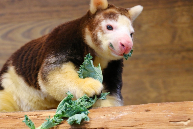 Tree kangaroo holding and eating kale.
