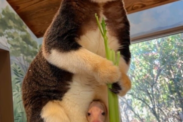 Mom Tree Kangaroo eating a stalk of celery with baby tree kangaroo in pouch poking head out.