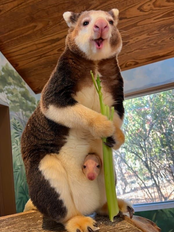 Mom Tree Kangaroo eating a stalk of celery with baby tree kangaroo in pouch poking head out.
